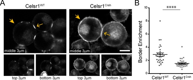 Celsr1 Adhesive Interactions Mediate The Asymmetric Organization Of