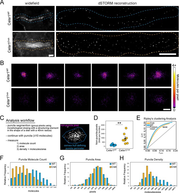 Figures And Data In Celsr1 Adhesive Interactions Mediate The Asymmetric