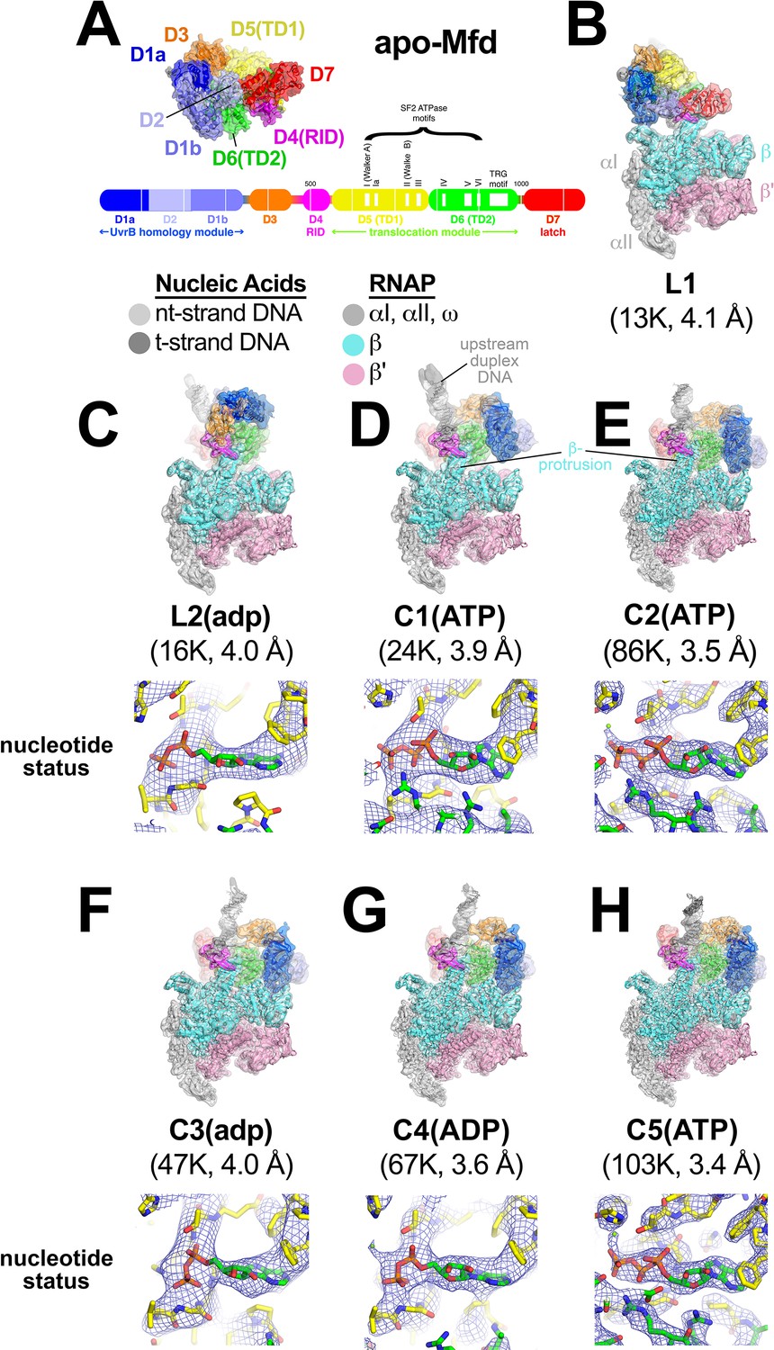 Structural Basis For Transcription Complex Disruption By The Mfd Translocase Elife