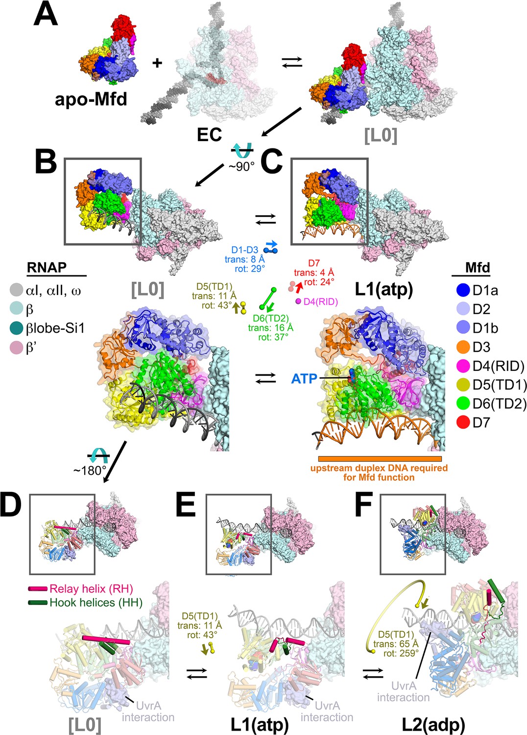 Structural Basis For Transcription Complex Disruption By The Mfd Translocase Elife