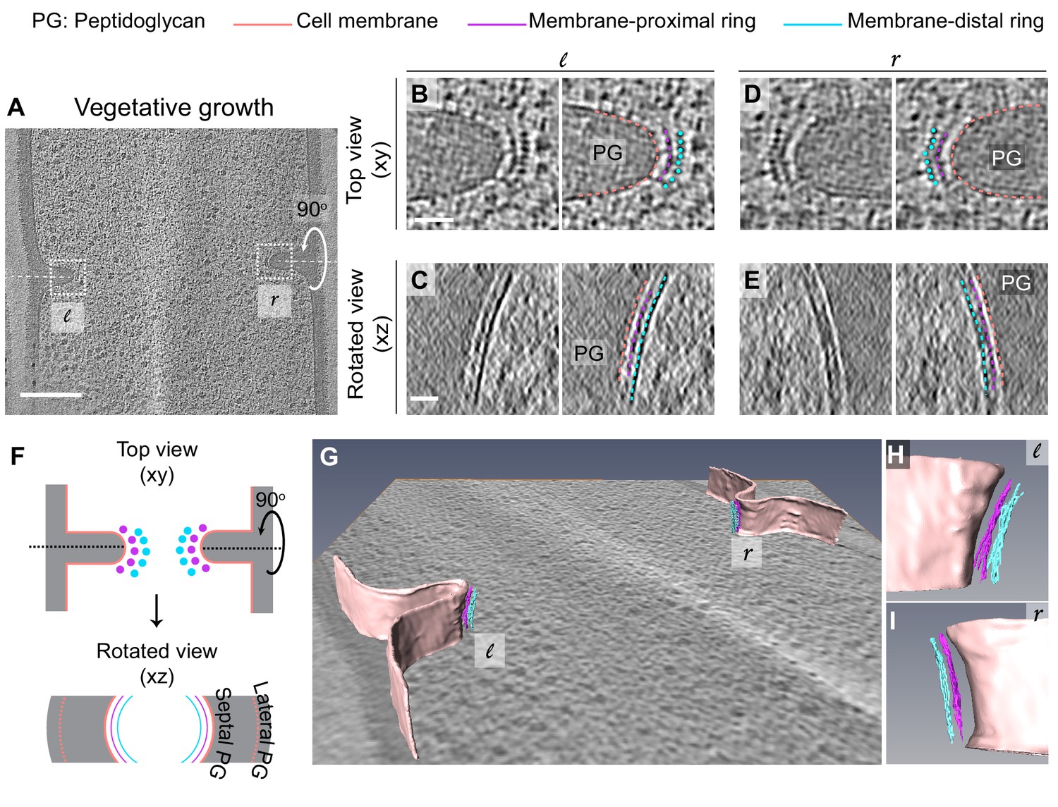 オーダー作品リクエスト Asymmetric localization of the cell division machinery