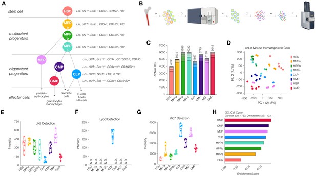 Proteomic Analysis Of Young And Old Mouse Hematopoietic Stem Cells And ...