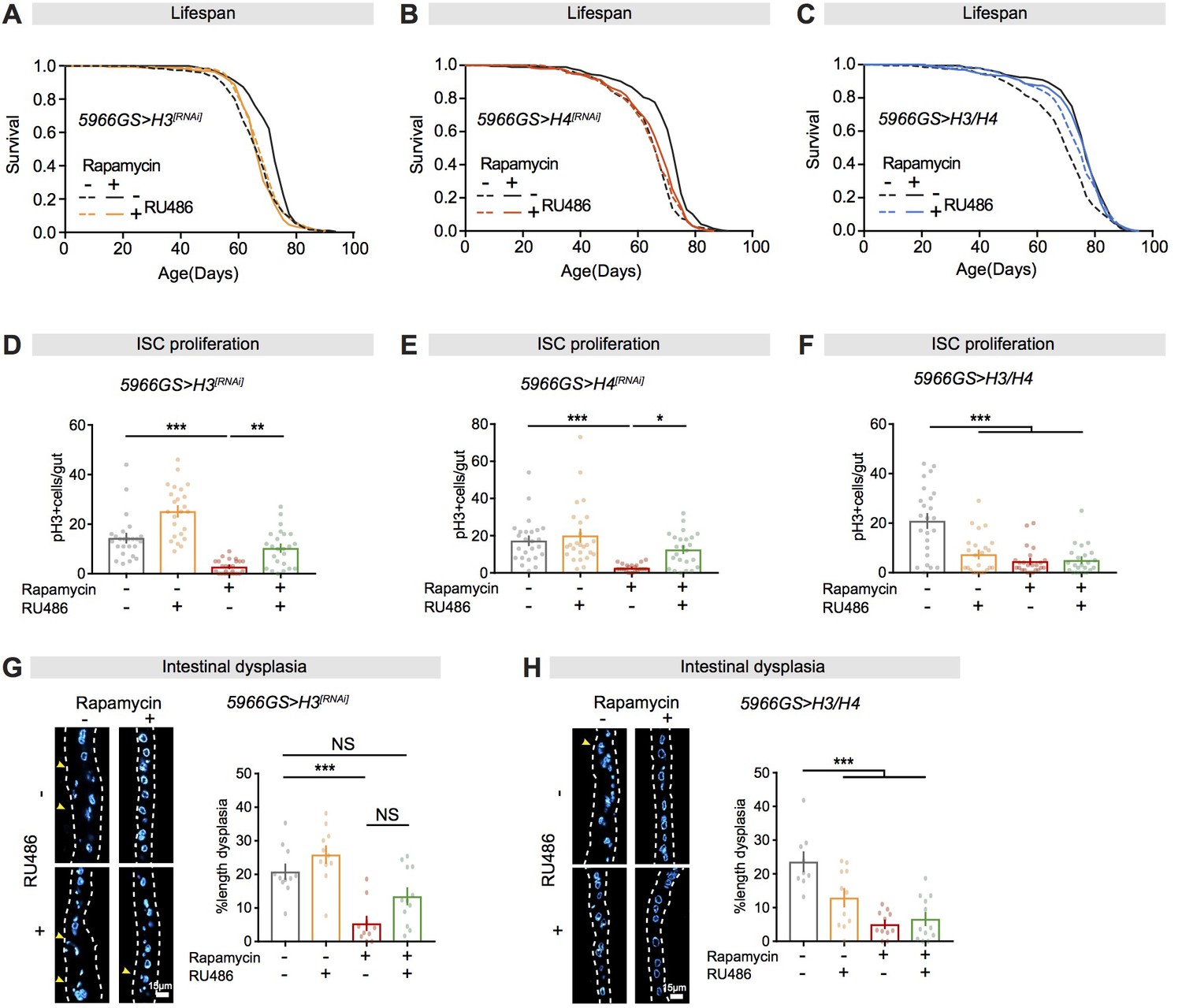 A TORC1-histone axis regulates chromatin organisation and non-canonical ...