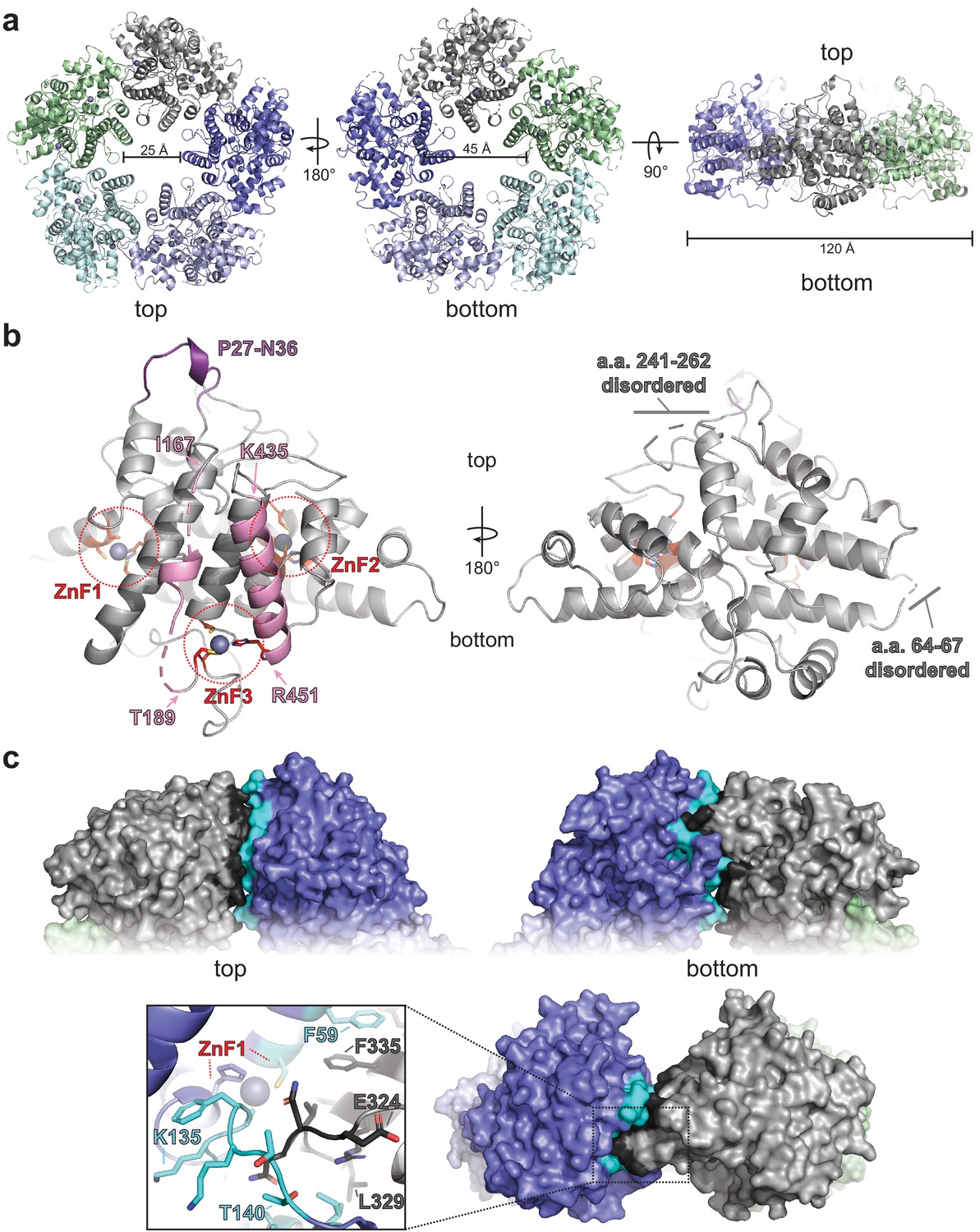 Figures and data in A pentameric protein ring with novel architecture ...