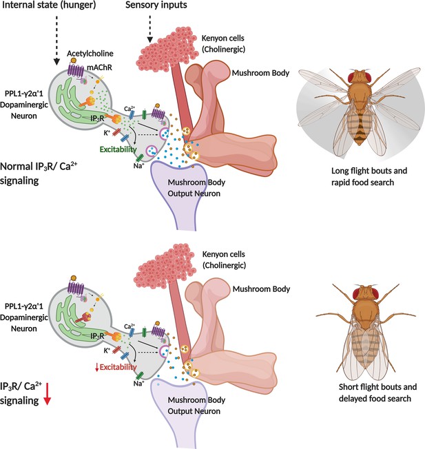 Modulation of flight and feeding behaviours requires presynaptic IP3Rs ...