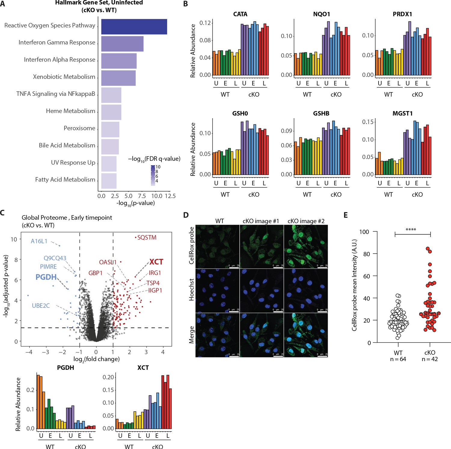 Multiplexed proteomics of autophagy-deficient murine macrophages ...