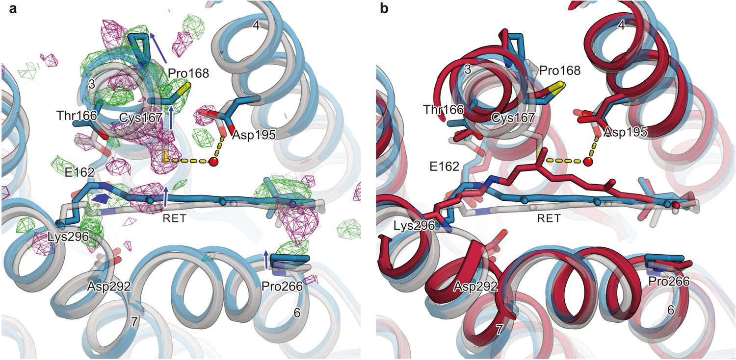 Time-resolved serial femtosecond crystallography reveals