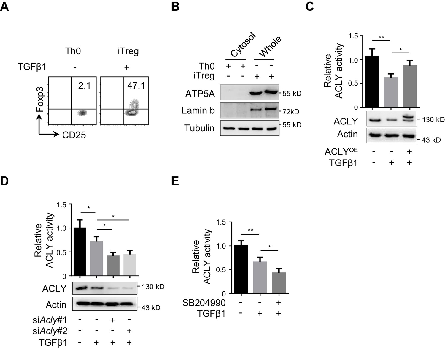 Figures And Data In Acly Ubiquitination By Cul Klhl Induces The