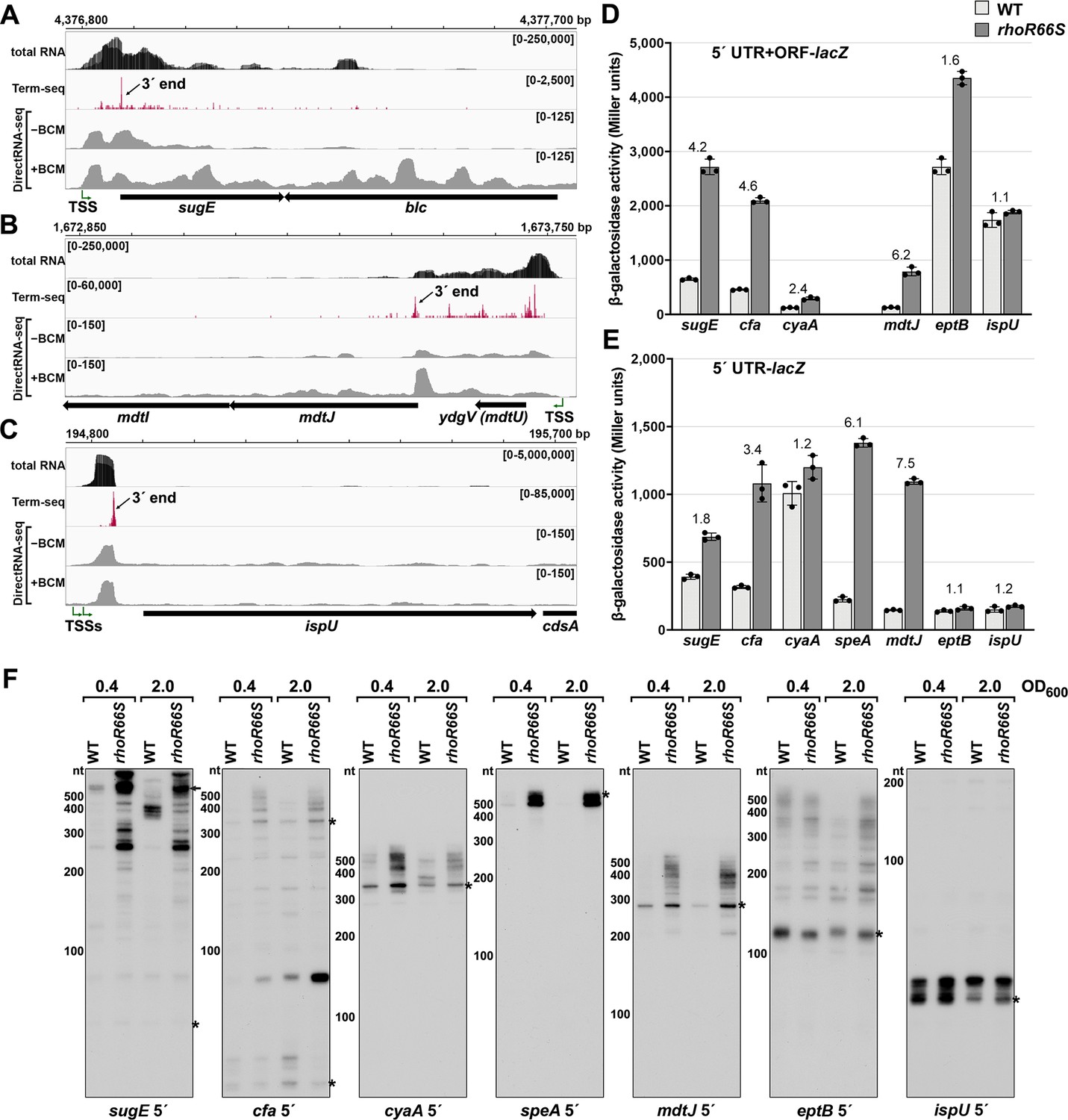 Regulatory Roles Of Escherichia Coli 5' UTR And ORF-internal RNAs ...