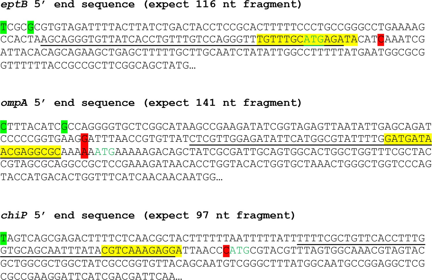 Figures And Data In Regulatory Roles Of Escherichia Coli 5' UTR And ORF ...