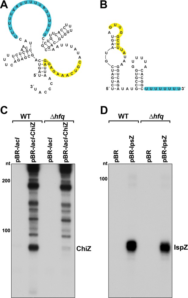 Figures And Data In Regulatory Roles Of Escherichia Coli 5' UTR And ORF ...