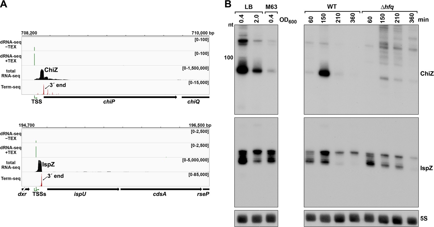 Regulatory Roles Of Escherichia Coli 5' UTR And ORF-internal RNAs ...