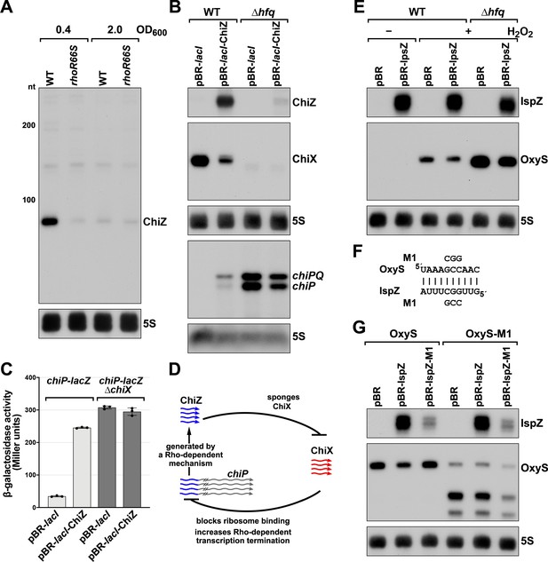 Regulatory Roles Of Escherichia Coli 5' UTR And ORF-internal RNAs ...