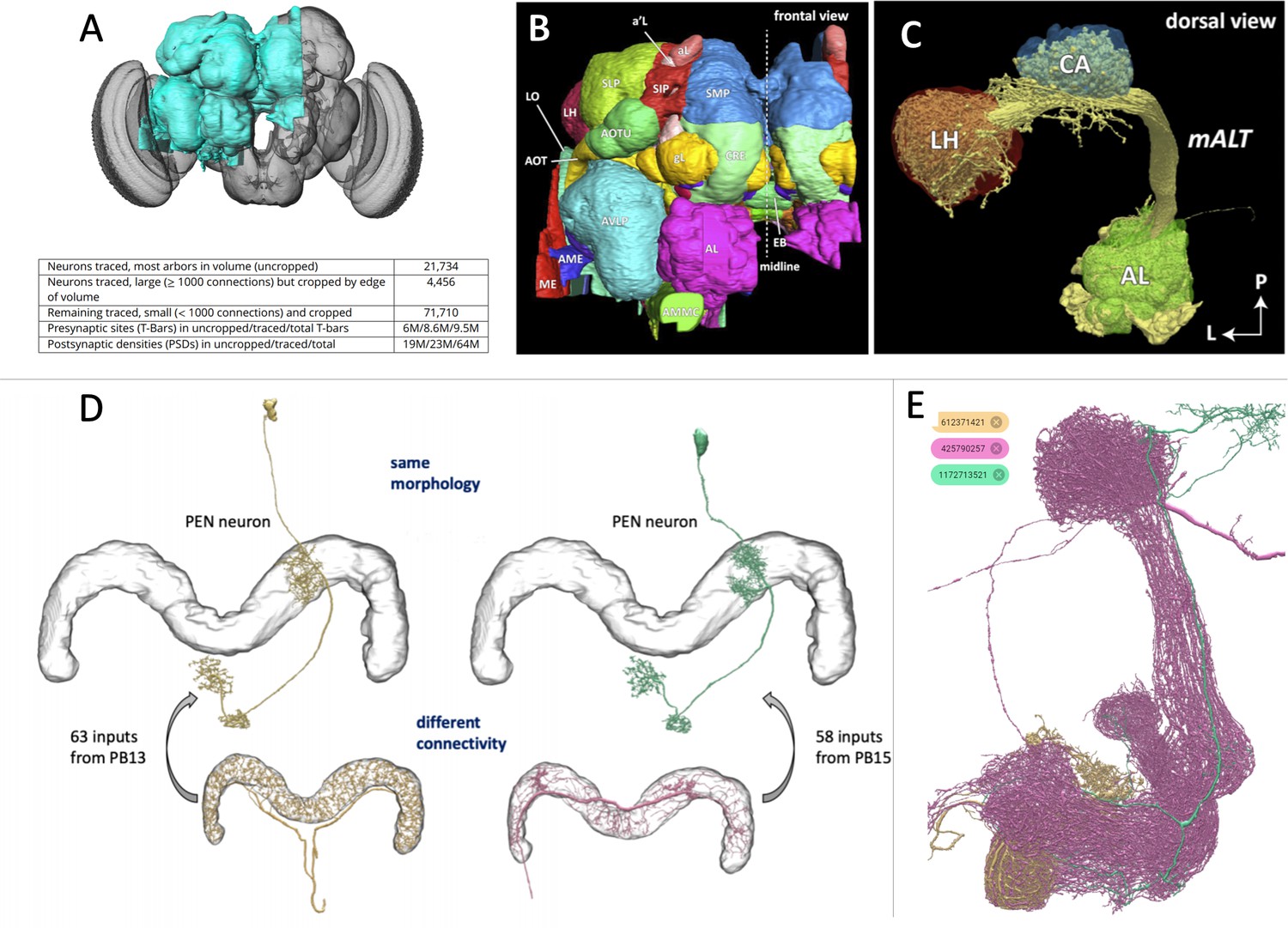 Connectomes: Mapping The Mind Of A Fly | ELife