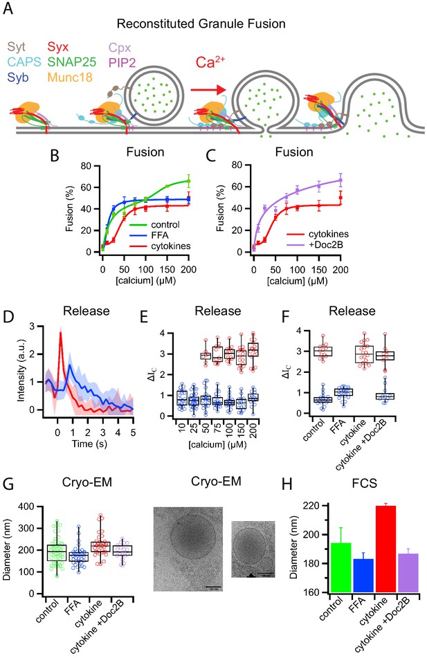 Distinct Insulin Granule Subpopulations Implicated In The Secretory 