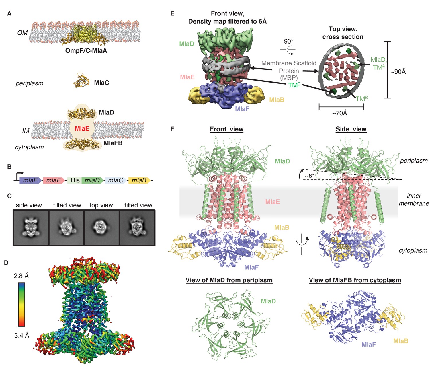 Structure Of Bacterial Phospholipid Transporter Mlafedb With Substrate Bound Elife