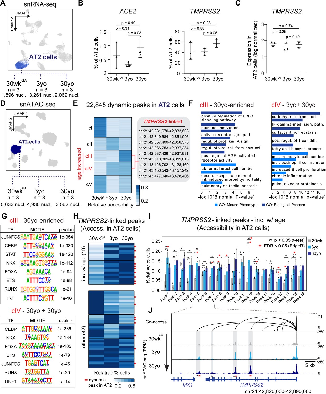 Single cell multiomic profiling of human lungs reveals cell type
