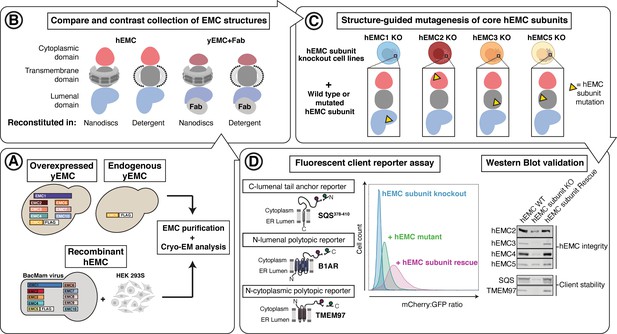 Structural and mechanistic basis of the EMC-dependent biogenesis of ...