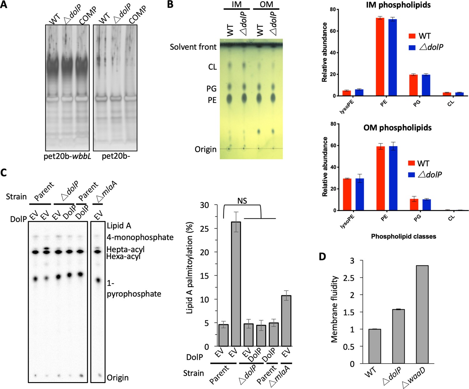 Figures and data in Structure of dual BON-domain protein DolP ...