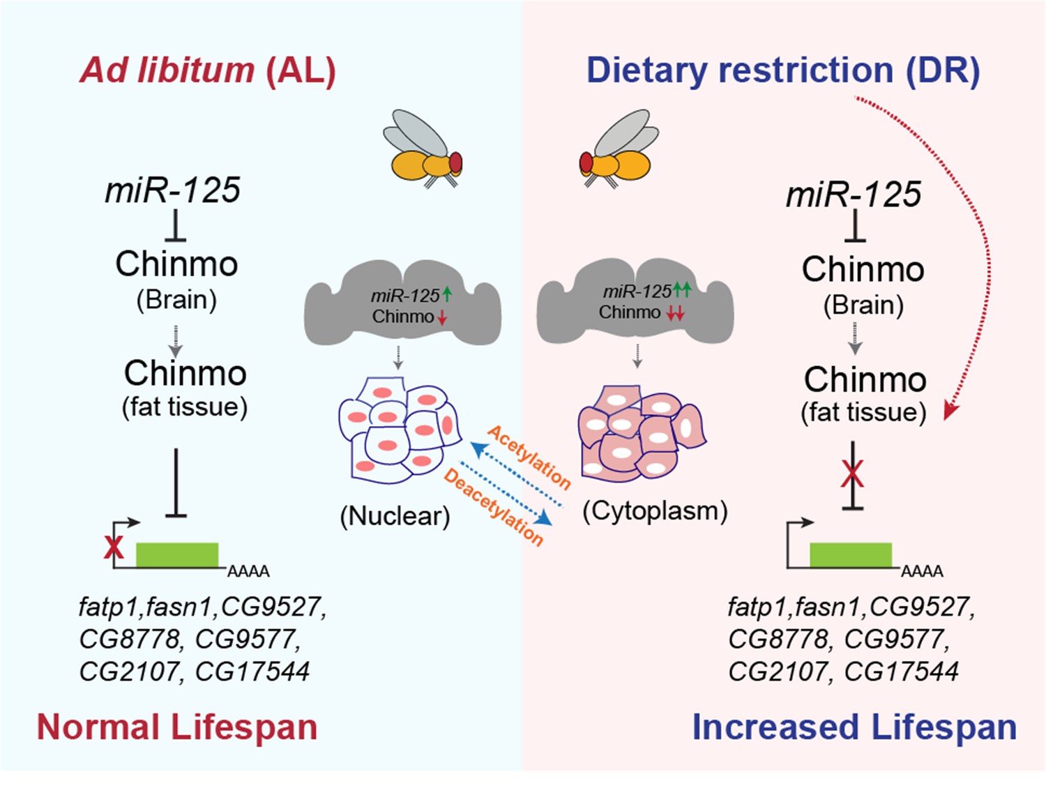 miR-125-chinmo pathway regulates dietary restriction