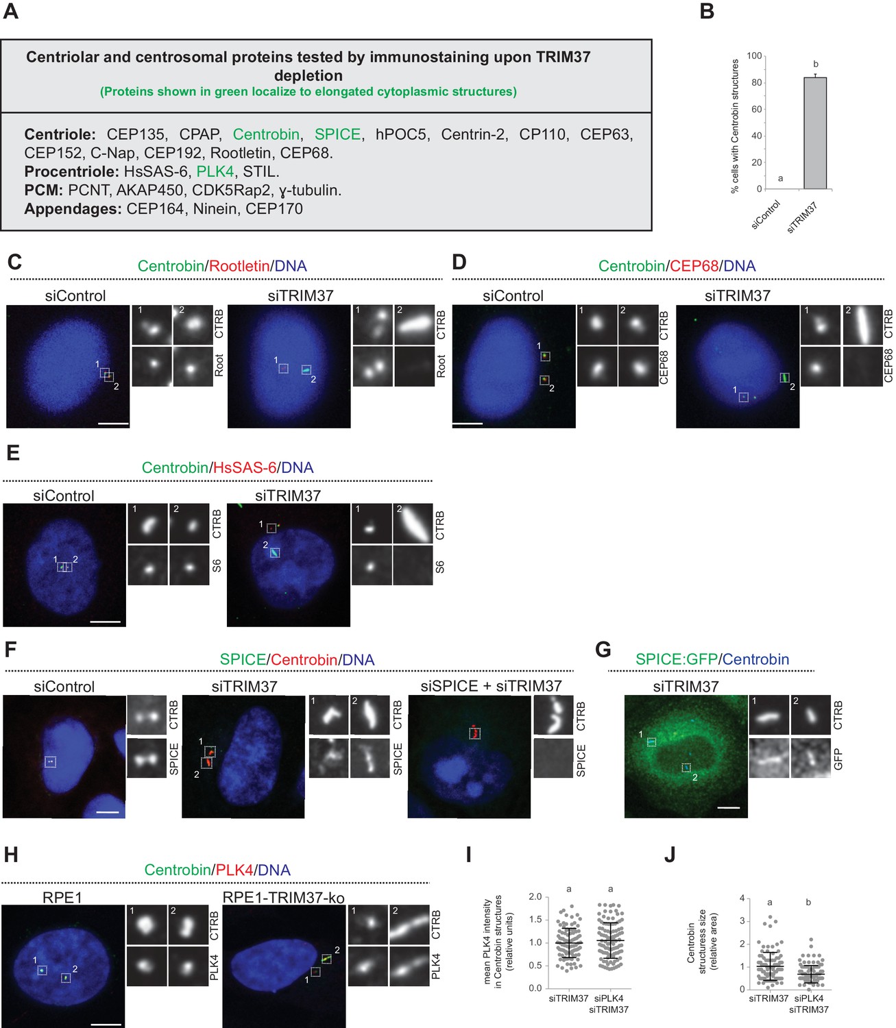 Trim37 Prevents Formation Of Centriolar Protein Assemblies By Regulating Centrobin Elife