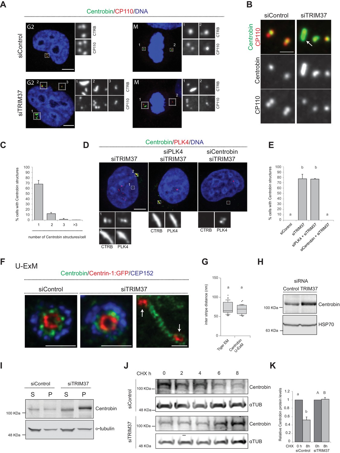 Figures And Data In TRIM37 Prevents Formation Of Centriolar Protein