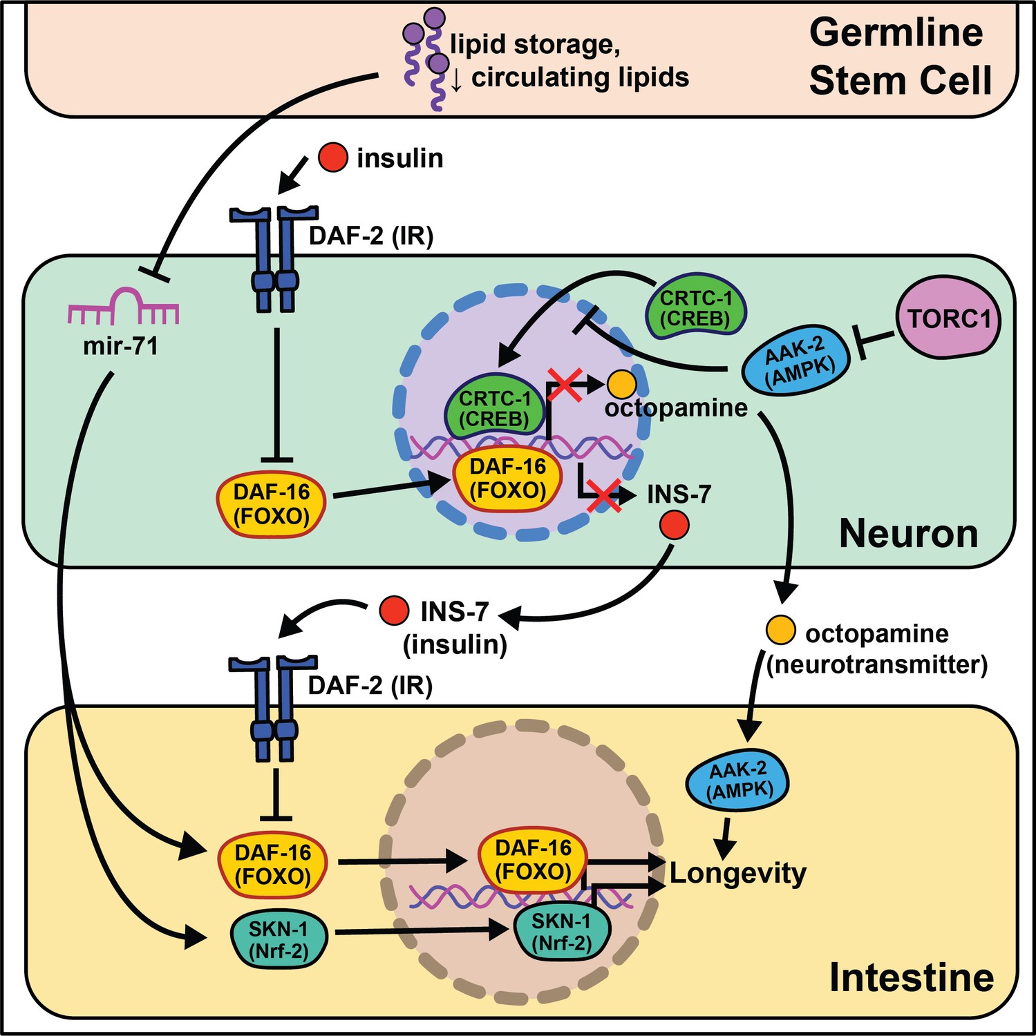 Figures And Data In Cell Non Autonomous Regulation Of Health And