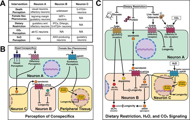 Figures and data in Cell non-autonomous regulation of health and ...