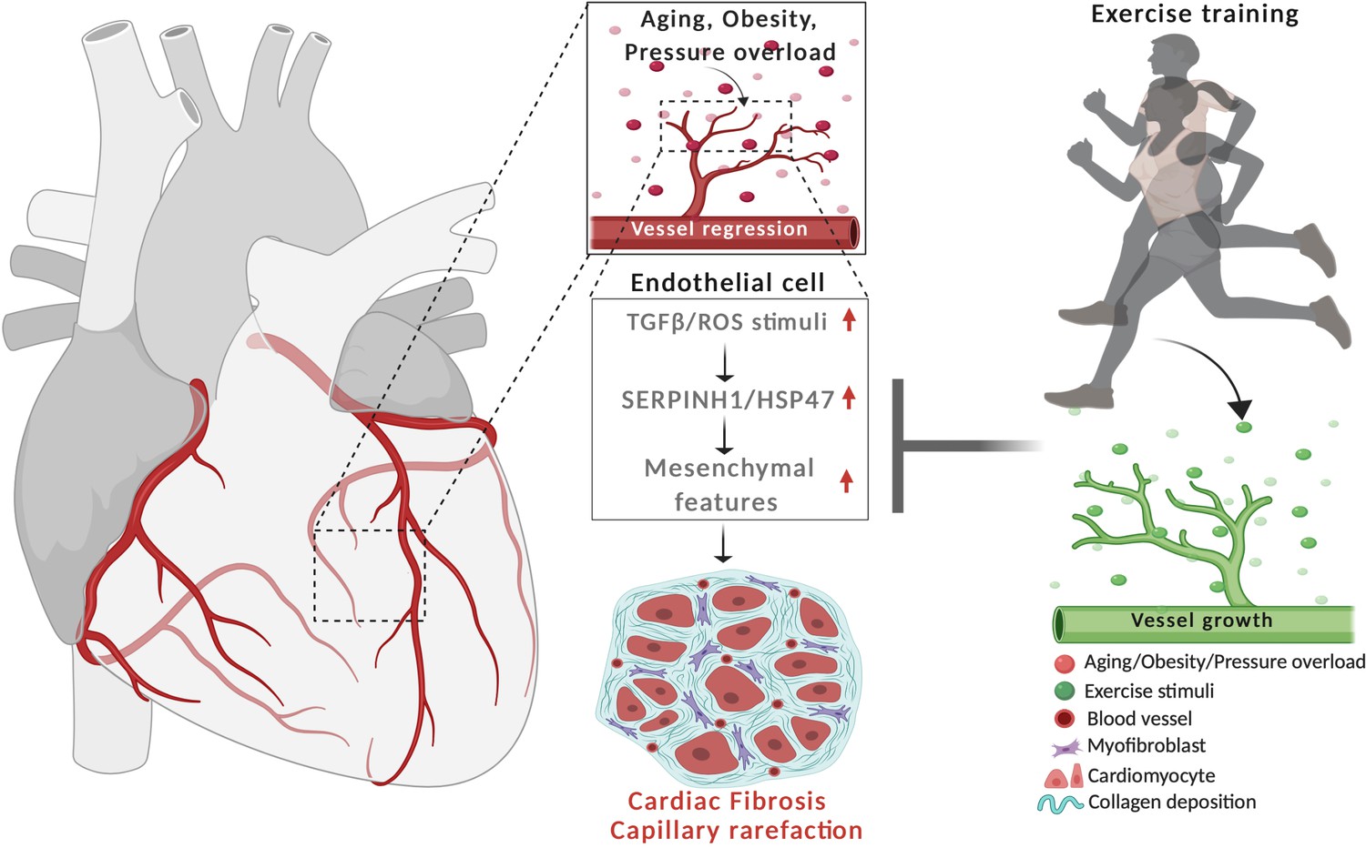 Assessment of endothelial damage and cardiac injury in a mouse