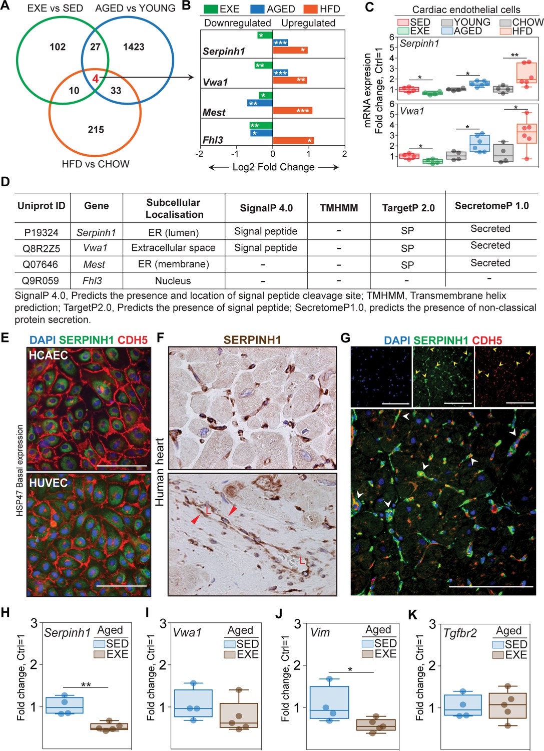 Cardiovascular disease risk factors induce mesenchymal