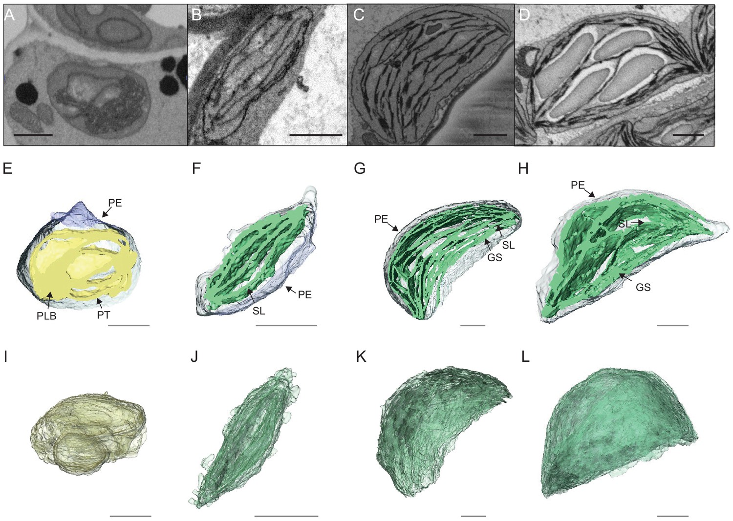 A multifaceted analysis reveals two distinct phases of chloroplast ...