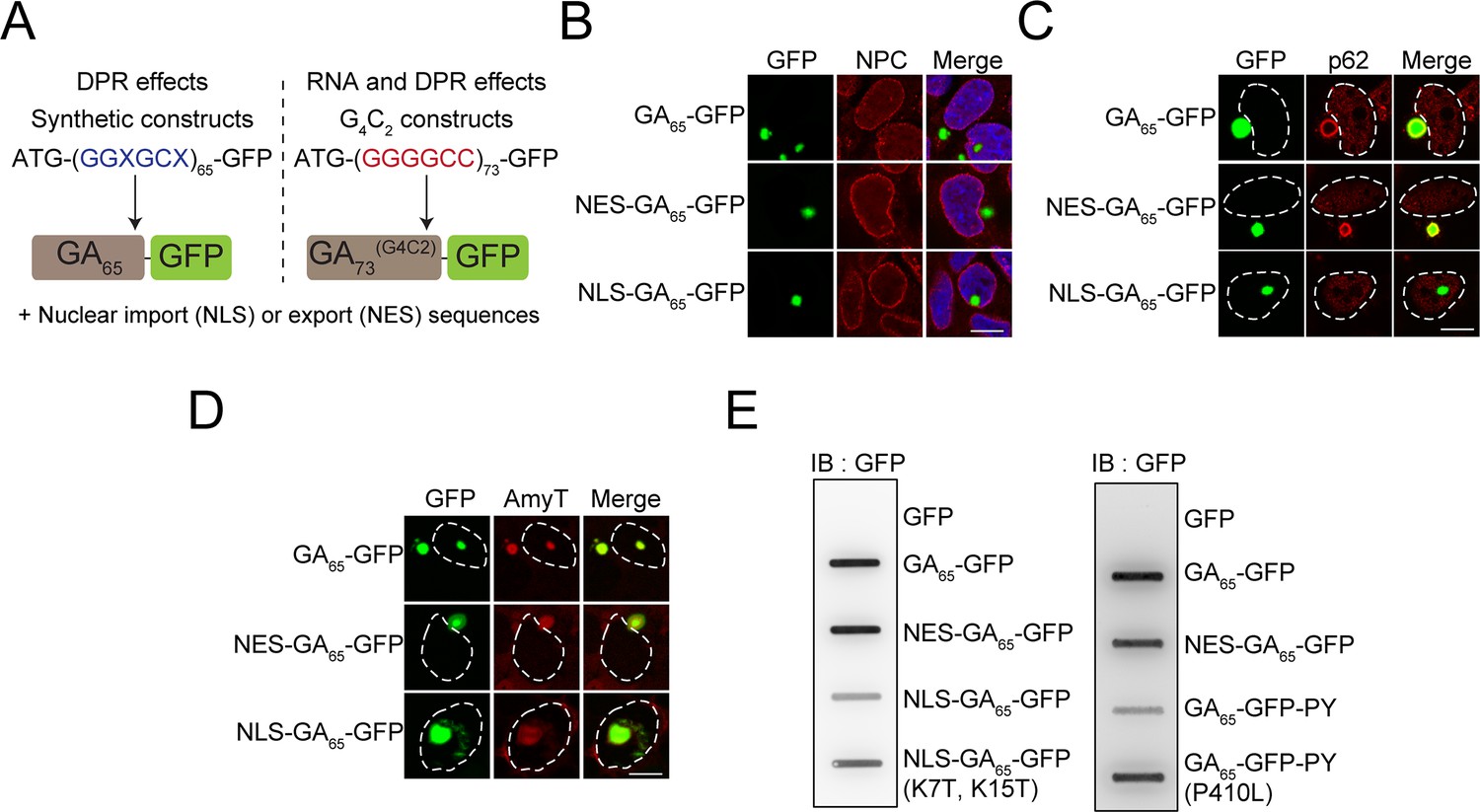 Multiple Pathways Of Toxicity Induced By C9orf72 Dipeptide Repeat ...