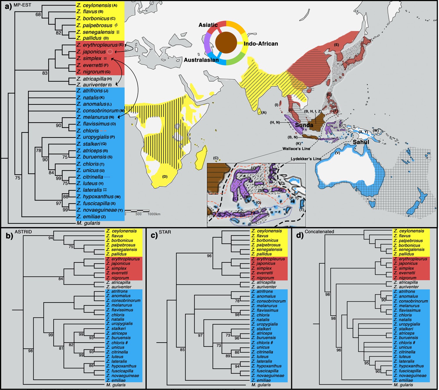 Phylogenomics Of White Eyes A Great Speciator Reveals Indonesian Archipelago As The Center Of Lineage Diversity Elife