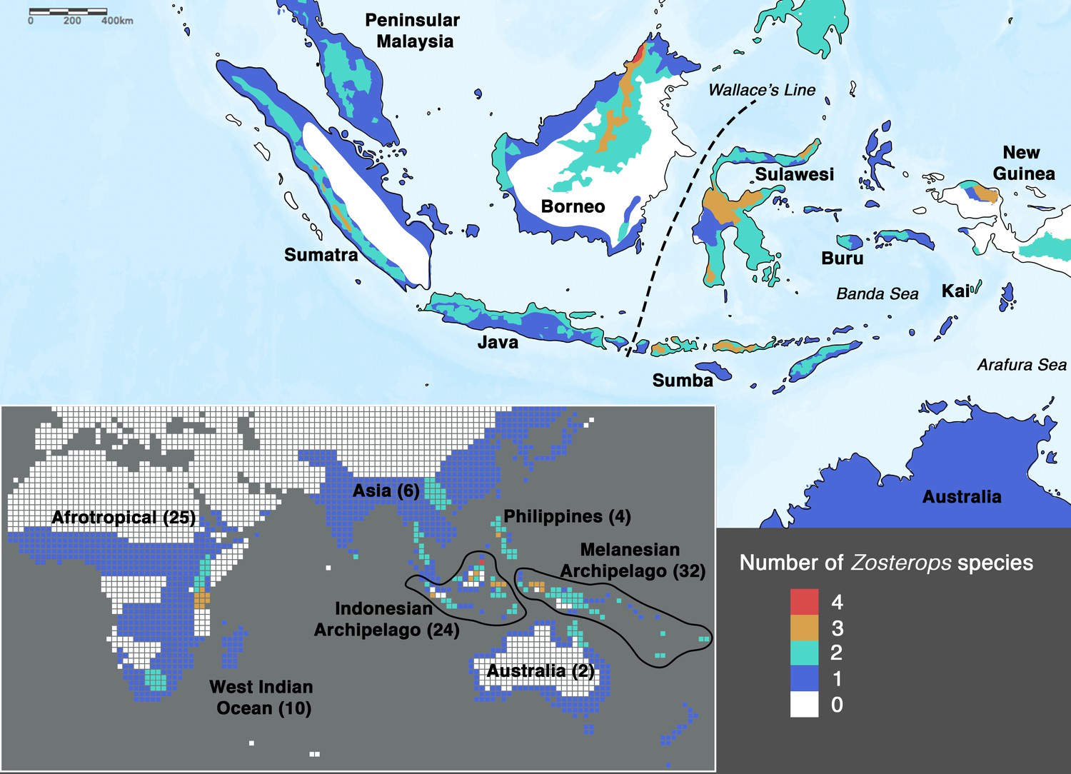 Phylogenomics of whiteeyes, a ‘great speciator’, reveals Indonesian