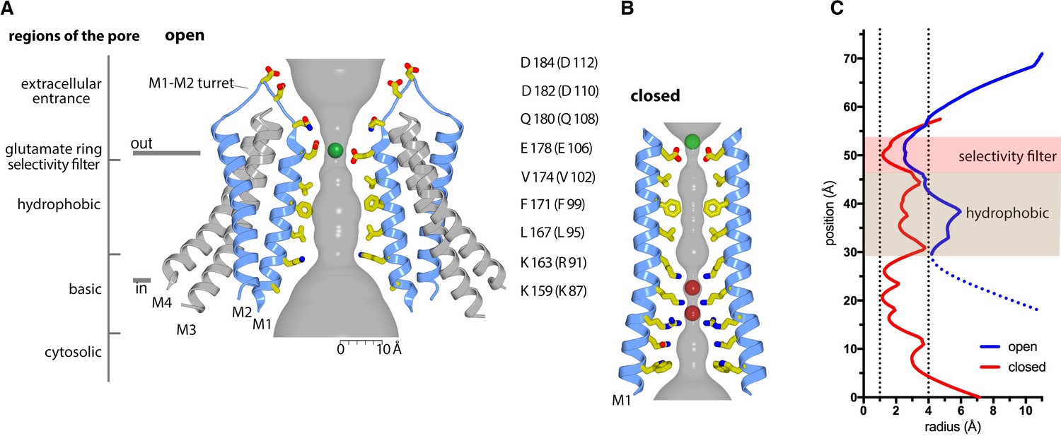 Figures And Data In Cryo-EM Structure Of The Calcium Release-activated ...