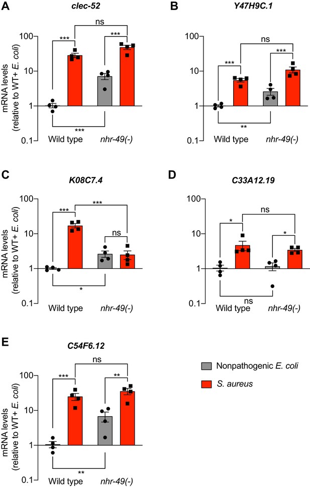 Figures and data in NHR 49 PPAR α and HLH 30 TFEB cooperate for C