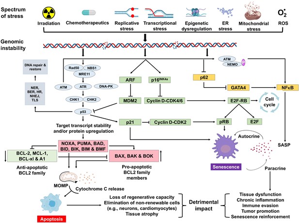 DNA Damagehow And Why We Age ELife