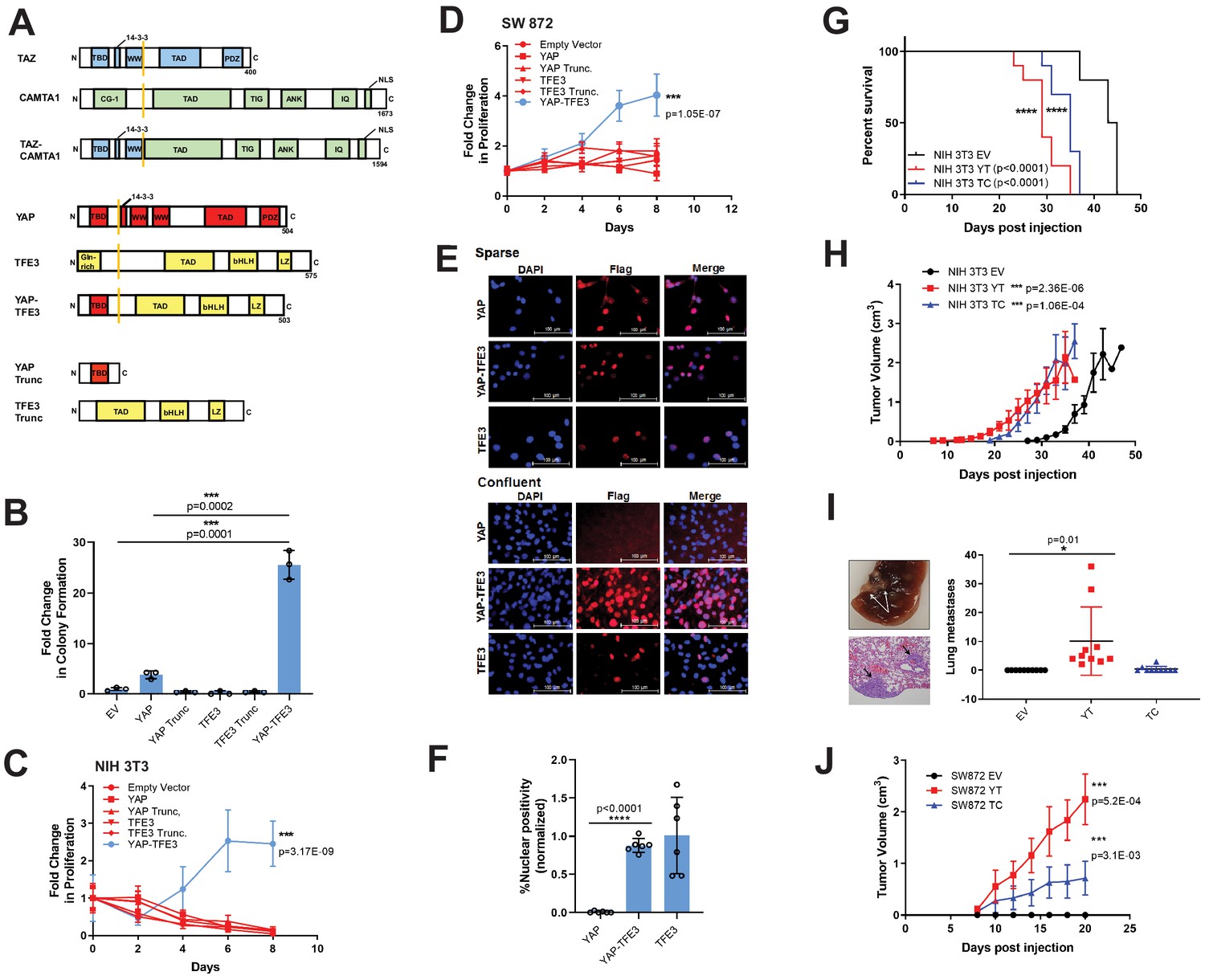 TAZ-CAMTA1 and YAP-TFE3 alter the TAZ/YAP transcriptome by recruiting ...