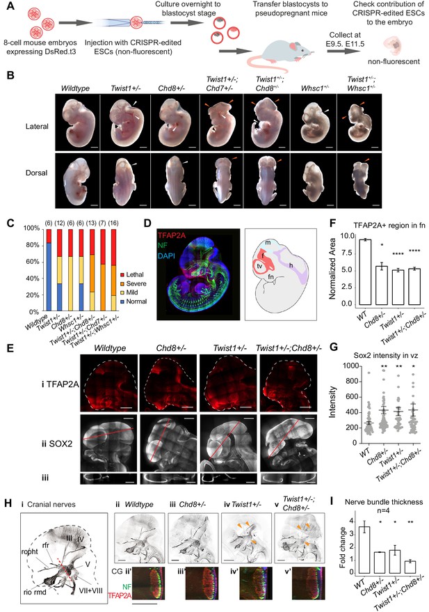 TWIST1 and chromatin regulatory proteins interact to guide neural crest ...