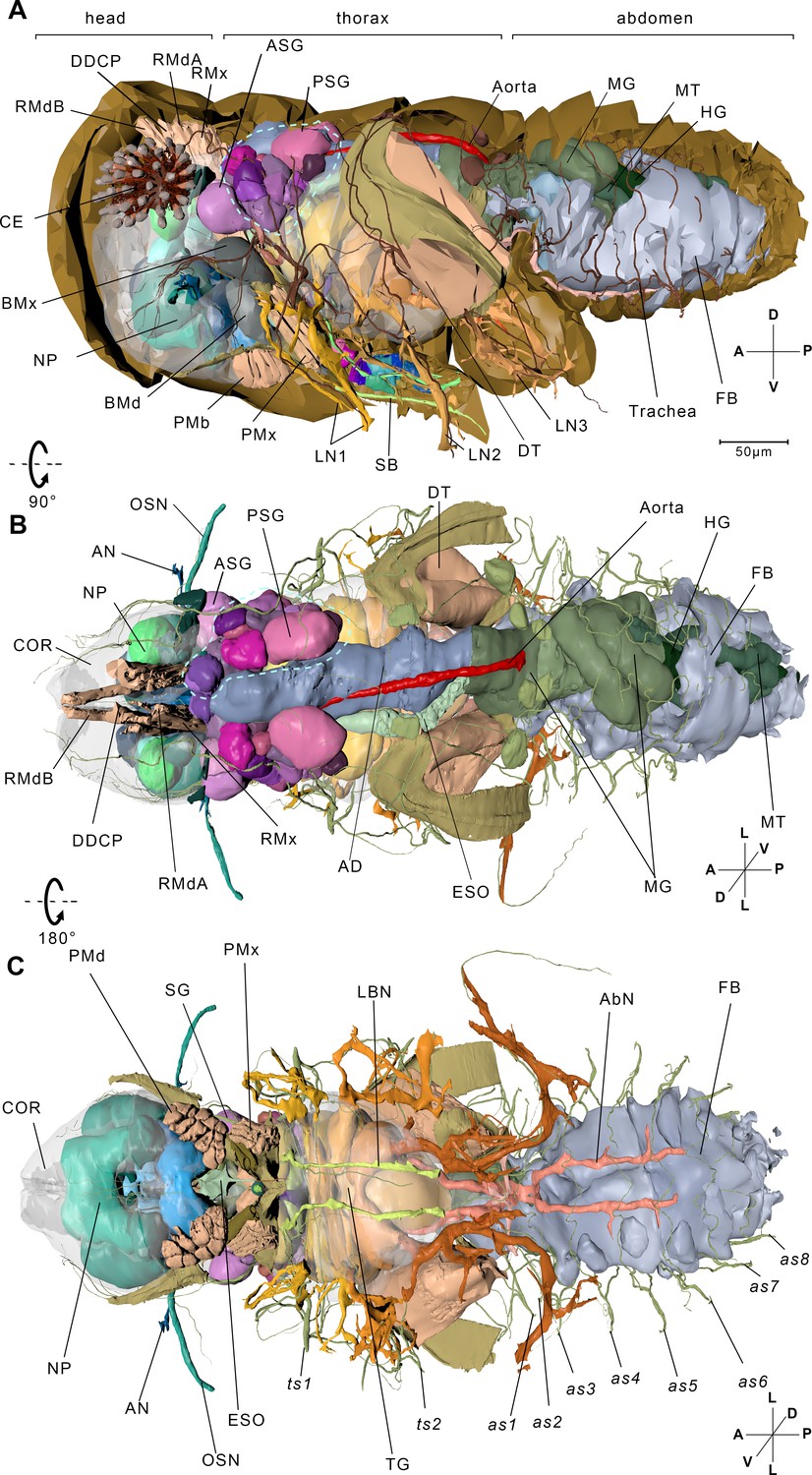 3d model of a microscopic insect-like creature