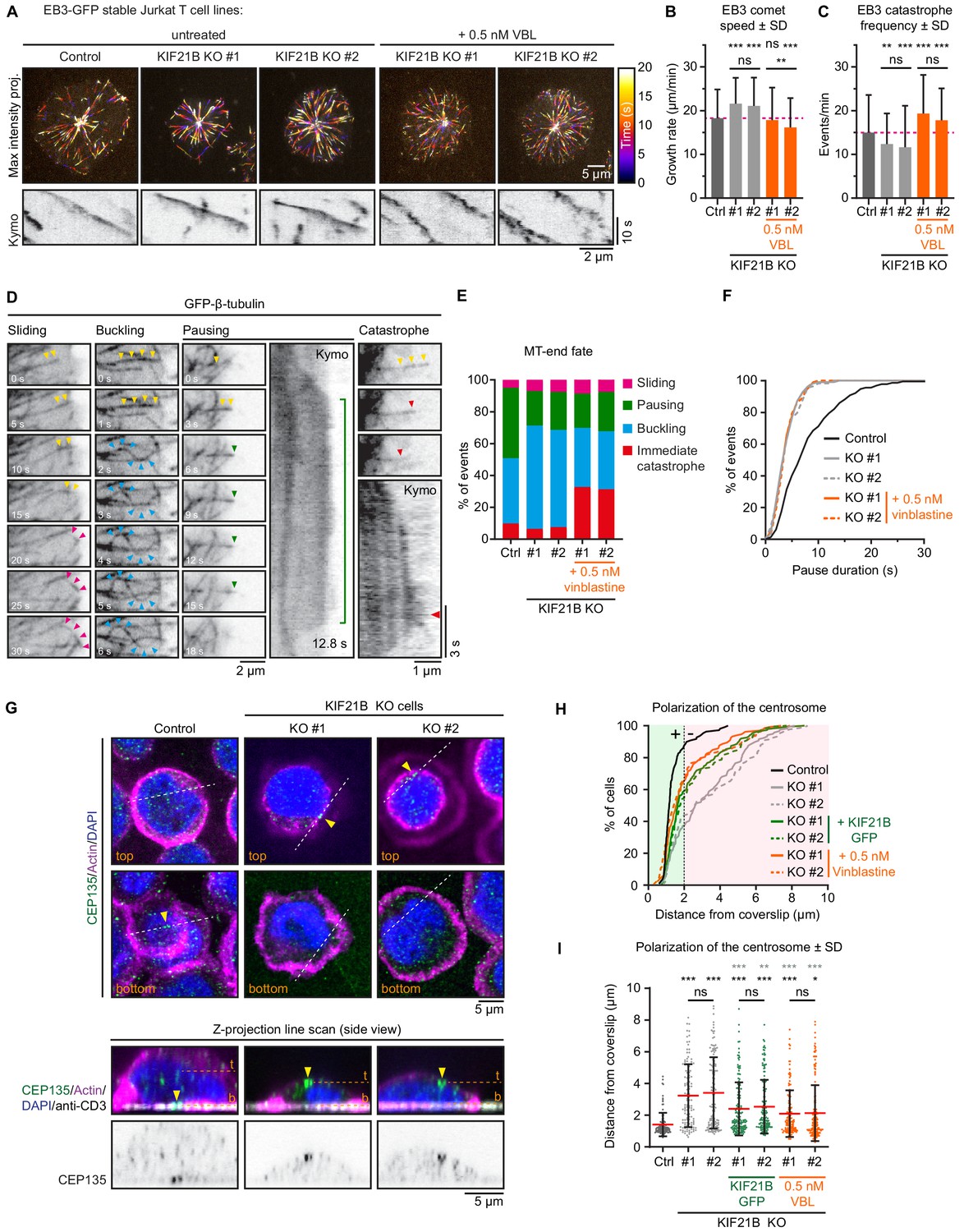 Kinesin-4 KIF21B limits microtubule growth to allow rapid