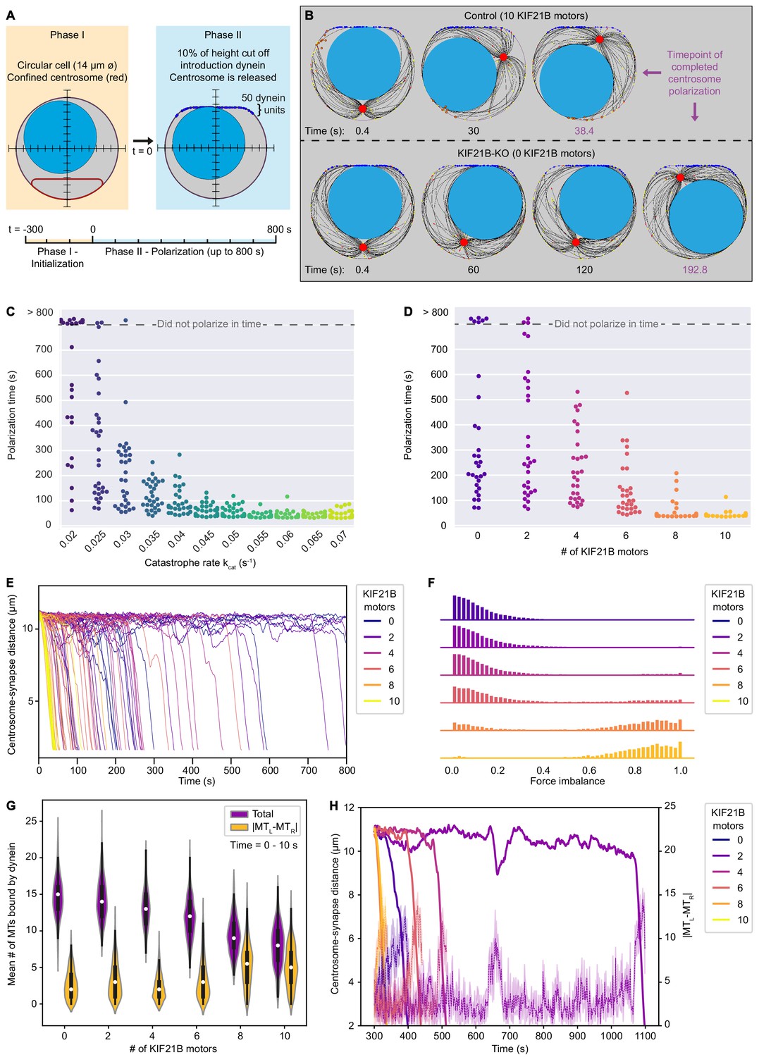 ルーイン細胞（第2版） Lewin's CELLS Kinesin-4 KIF21B limits microtubule growth to allow rapid