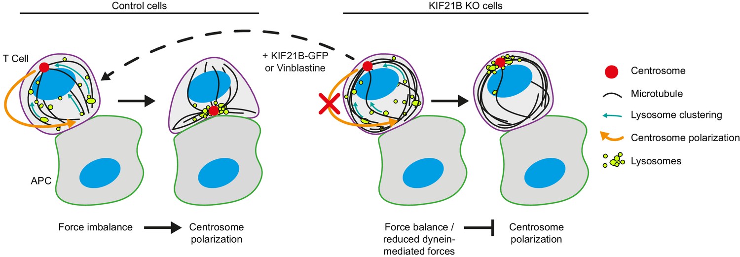 ルーイン細胞（第2版） Lewin's CELLS Kinesin-4 KIF21B limits microtubule growth to allow rapid