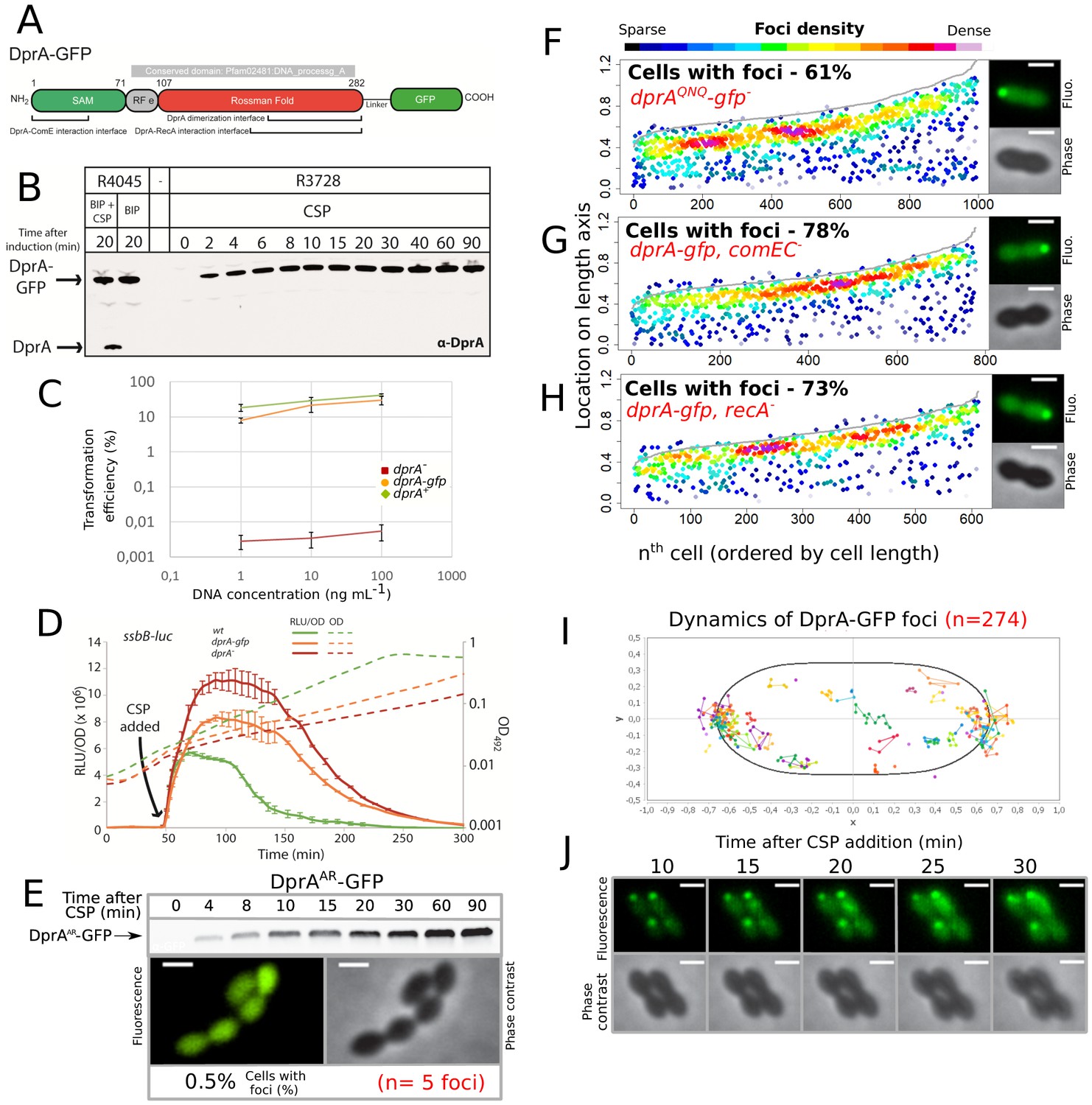 Figures and data in The alternative sigma factor σX mediates competence ...