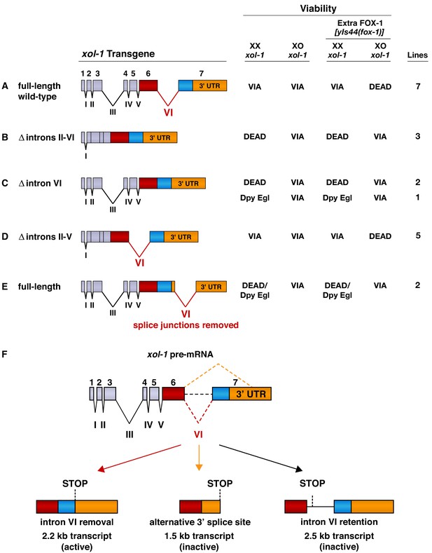 Dose Dependent Action Of The Rna Binding Protein Fox 1 To Relay X Chromosome Number And 7562