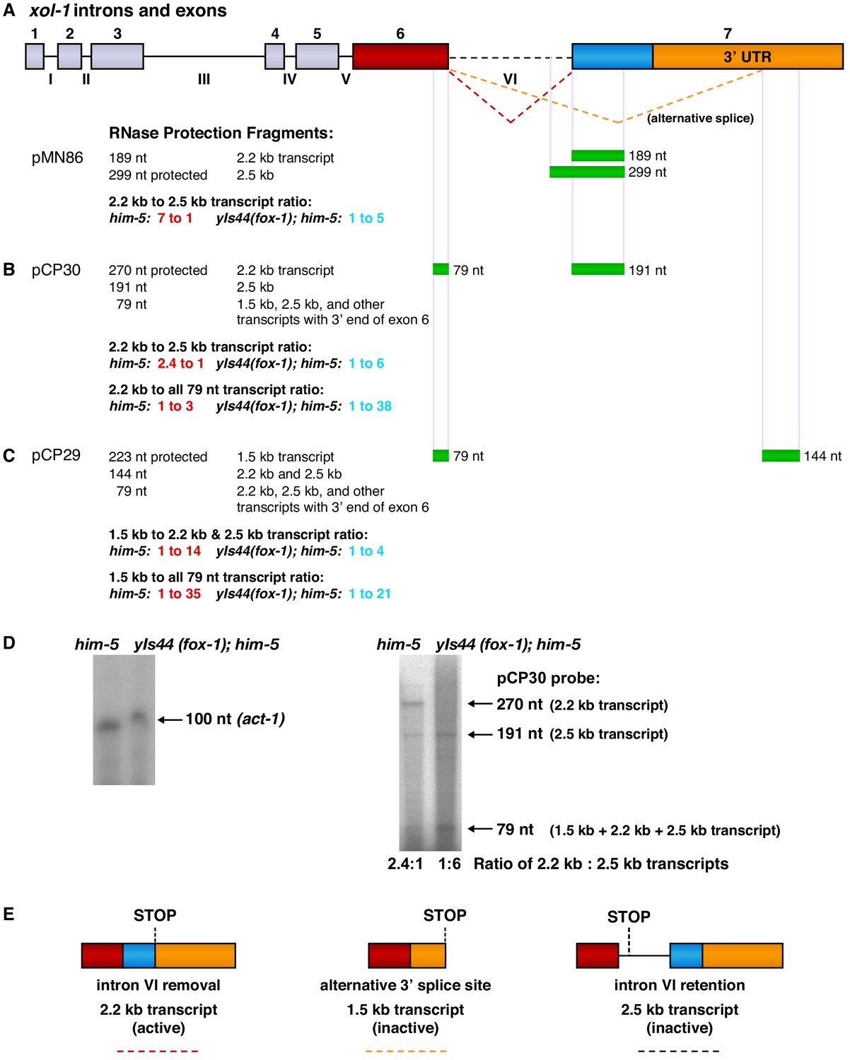 Figures And Data In Dose Dependent Action Of The Rna Binding Protein Fox 1 To Relay X Chromosome 0395