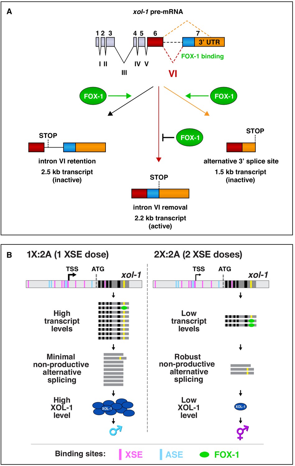 Figures And Data In Dose Dependent Action Of The Rna Binding Protein