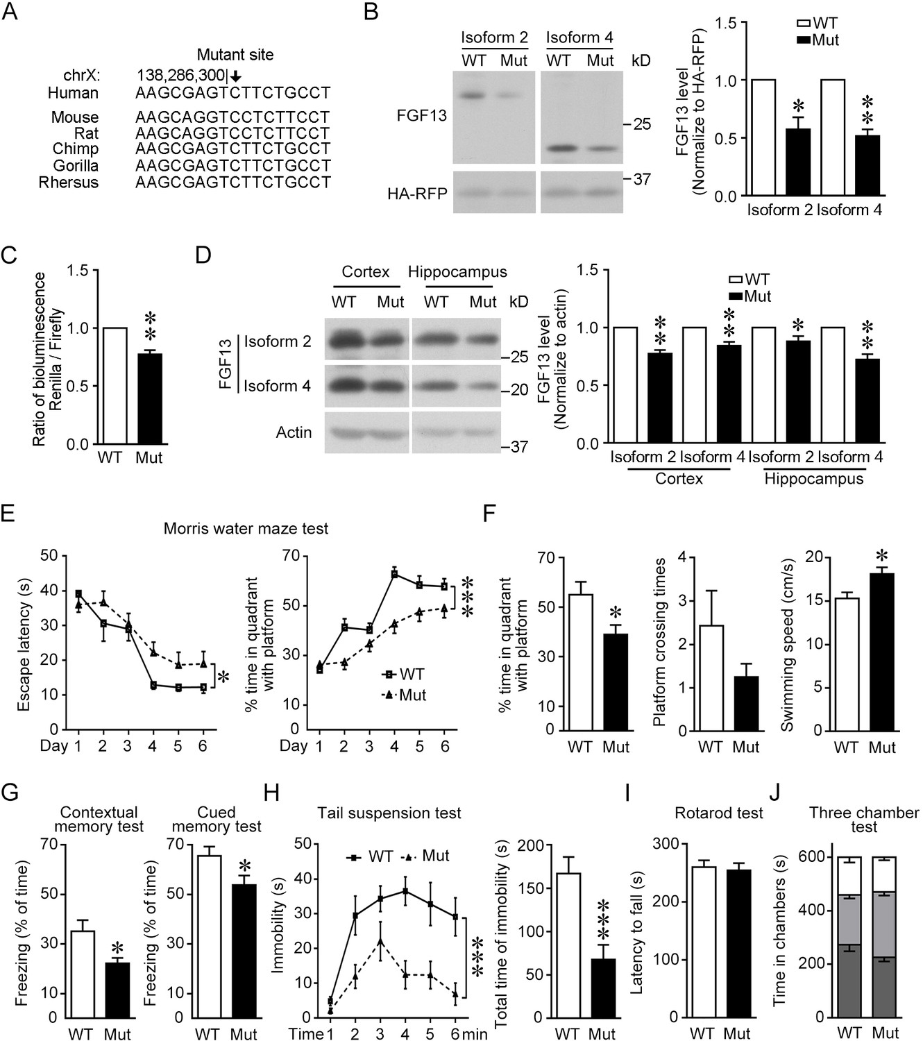 5'-UTR SNP of FGF13 causes translational defect and intellectual ...