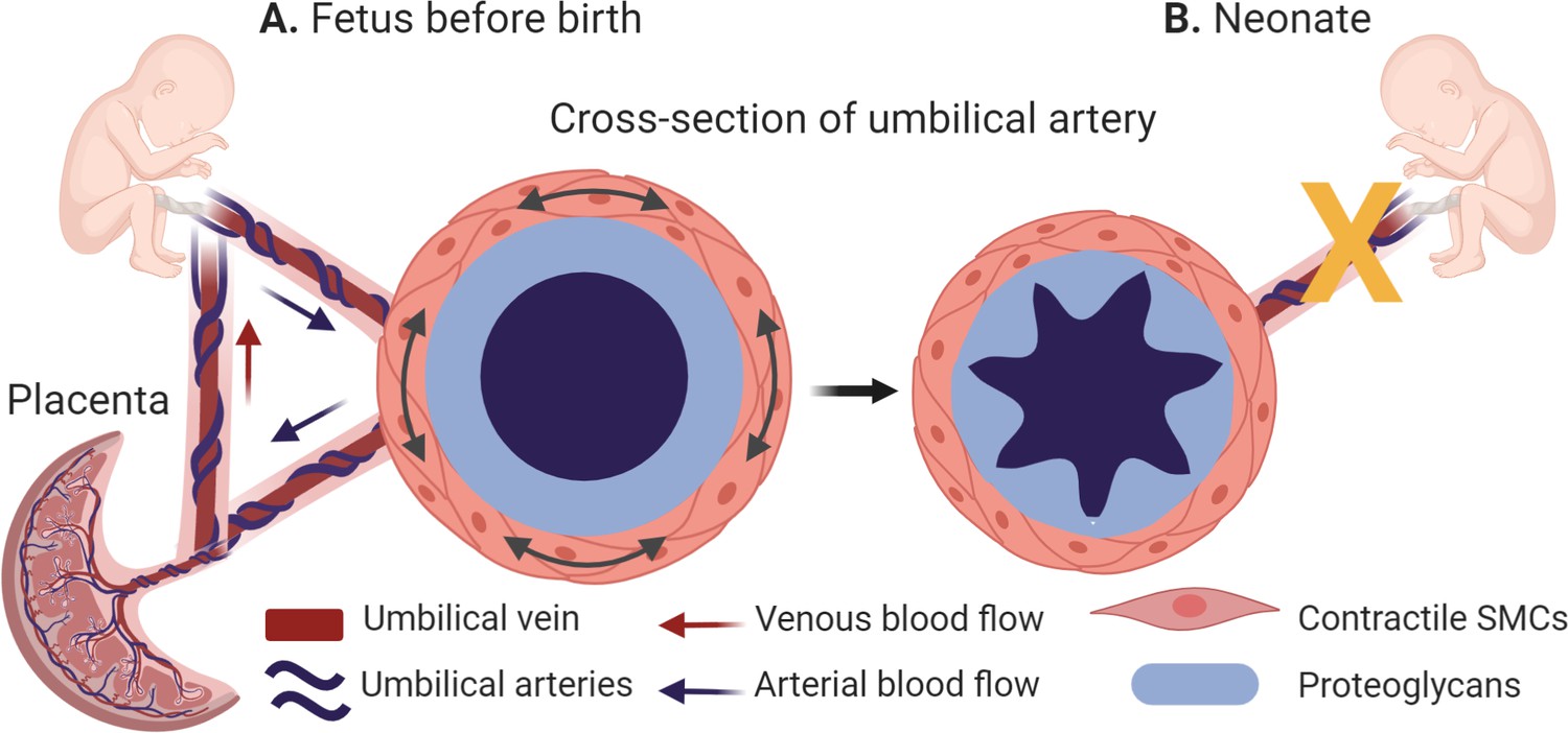 Vascular Biology: Severing Umbilical Ties | ELife