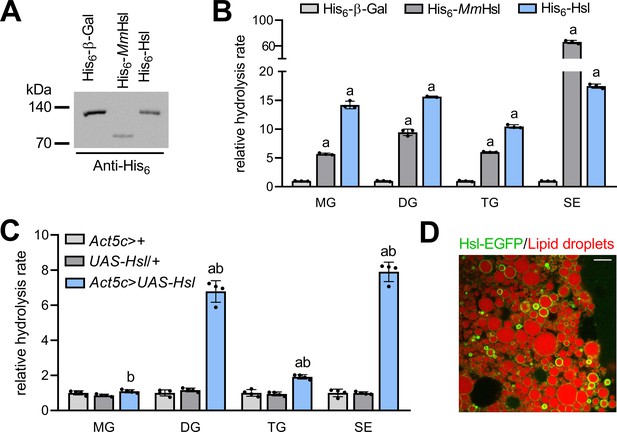 Figures and data in Hormone-sensitive lipase couples intergenerational ...